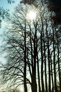 Sun spring tree