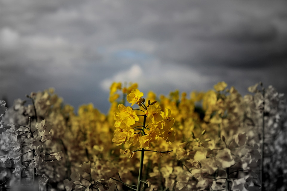 Flower farm farmer