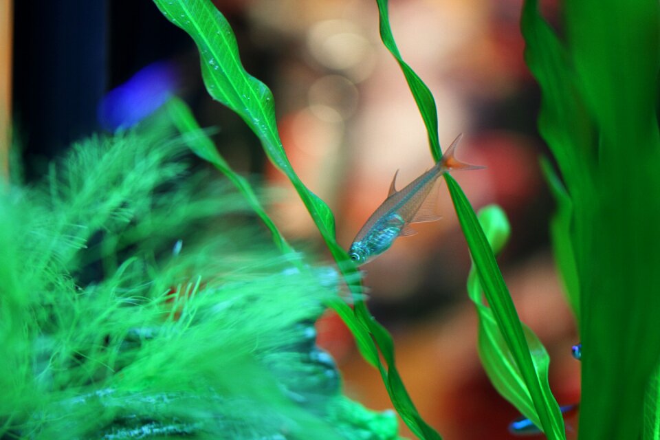 Glass lamps aquarium transparent fish