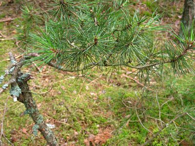 Green tree conifer