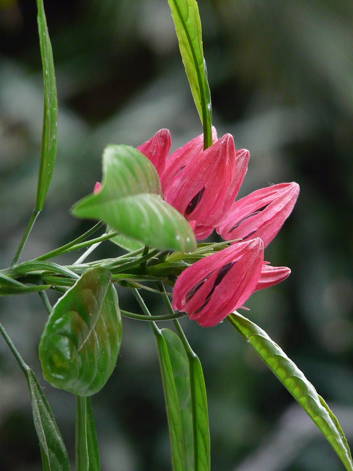 Exotic red pavonia multiflora