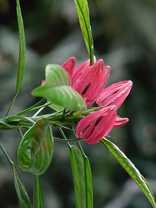Exotic red pavonia multiflora