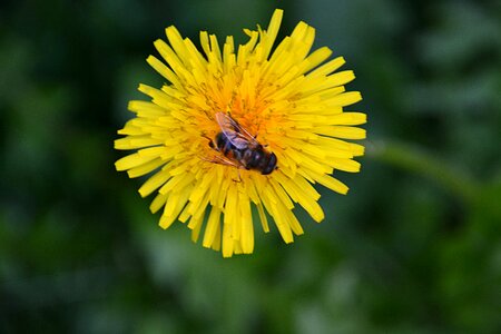 Bee flora foraging