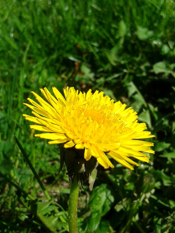 Green meadow garden photo