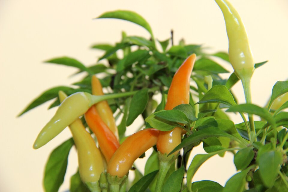 Pepper spicy seasoning