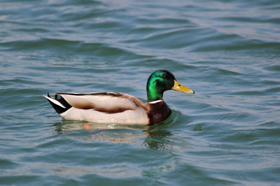 Wild glossy feathers floats