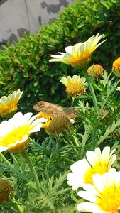 Attitude flower