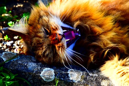 Wild tooth animal