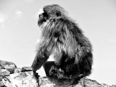 Monkey tourism travel