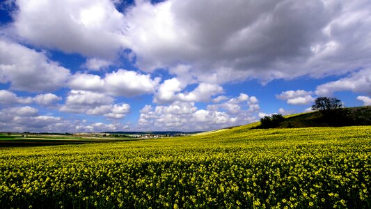 Oilseed rape field of rapeseeds Free photos