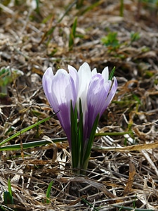 Purple flowers blossom