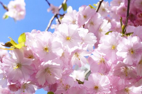 Cherry blossom pink blossom
