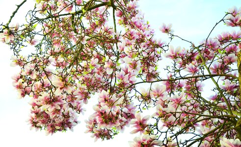 Pink magnolia flowers spring photo