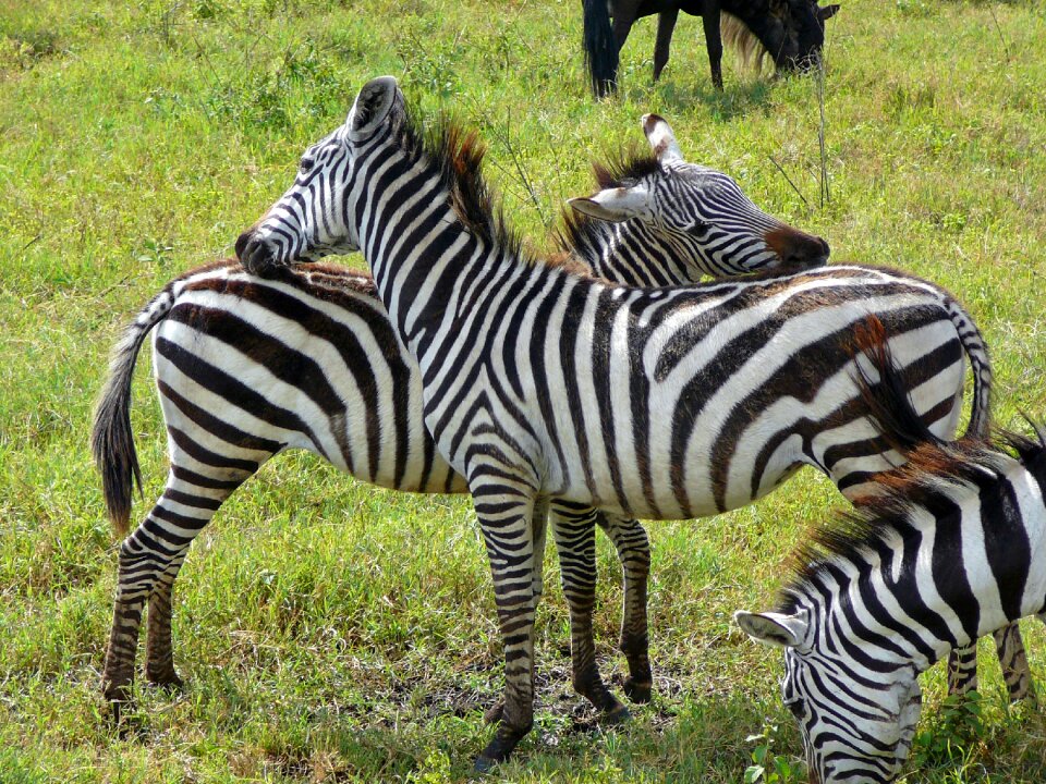 Ngoro ngoro africa tanzania