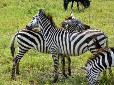 Ngoro ngoro africa tanzania