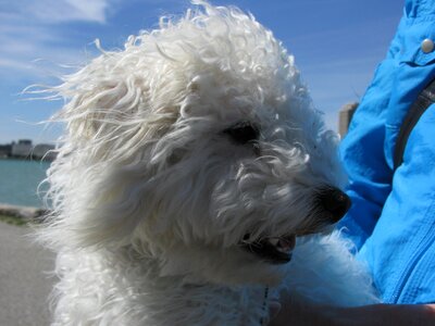 Pet park puppy