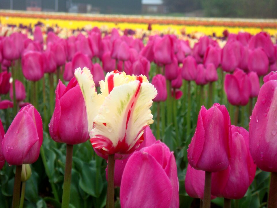Spring grow nature