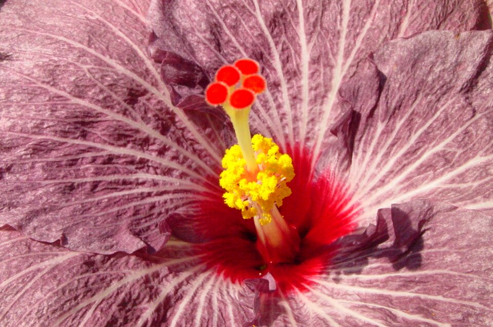 Flower petals plant