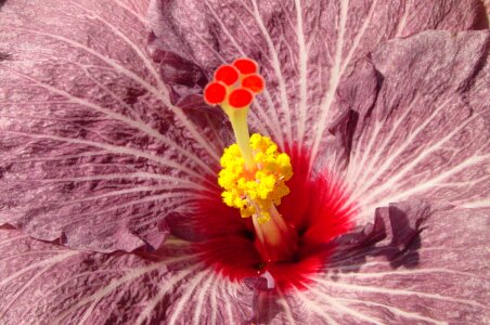 Flower petals plant