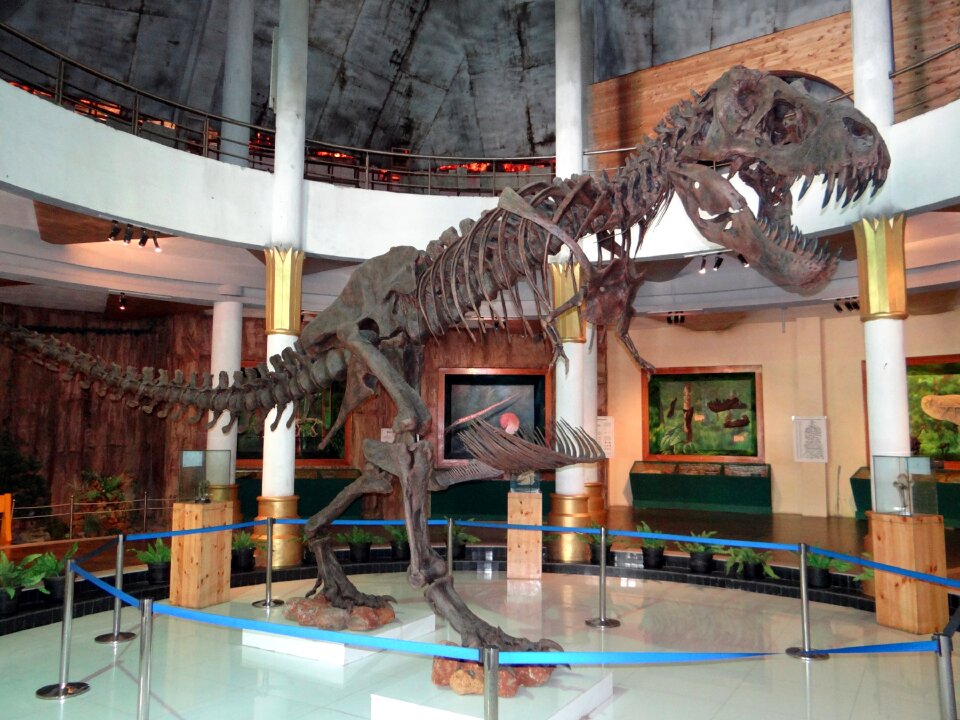 Museum prehistoric fossil