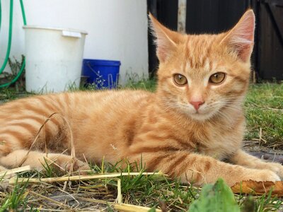 Red cat cat's eyes curious