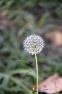 Flower plant nature