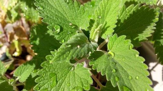 Nepeta cataria leaf