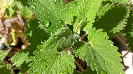 Nepeta cataria leaf photo