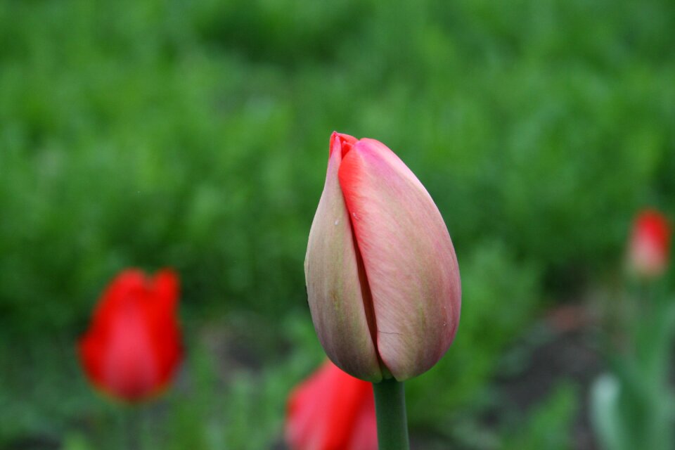 Bud red spring flowers