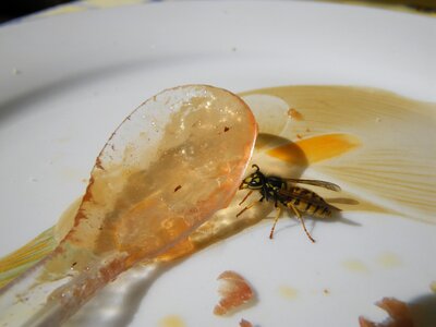 Wasp honey meal