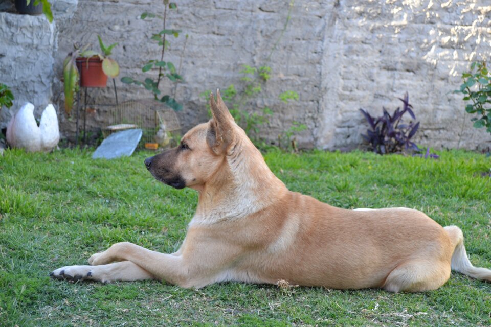 Dog animal pet