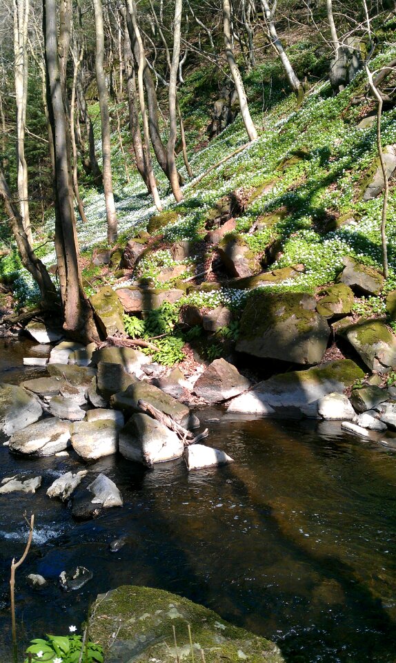 Spring kobbeåen bornholm