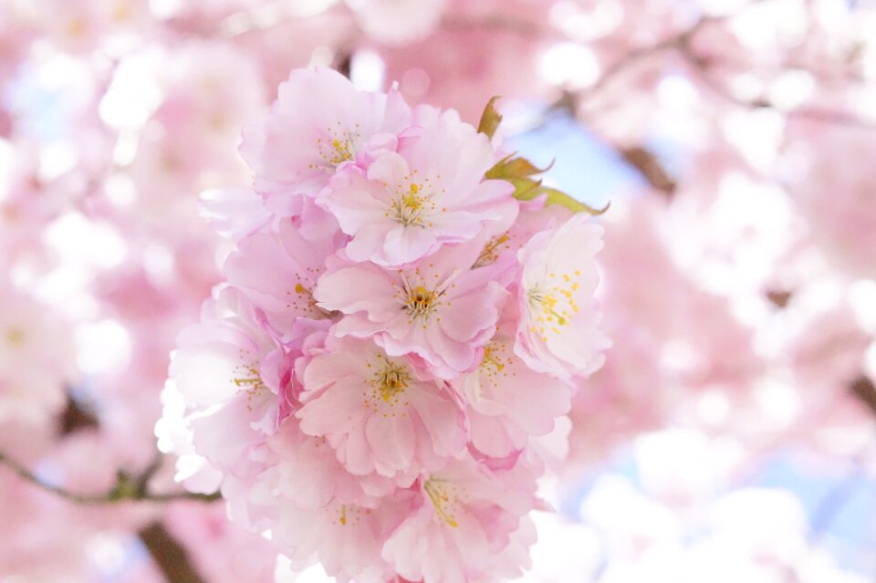 Cherry blossom pink blossom photo