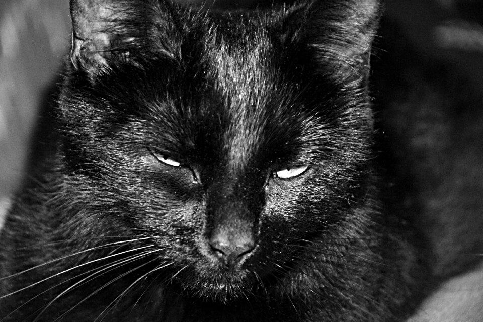 Black and white domestic animal head