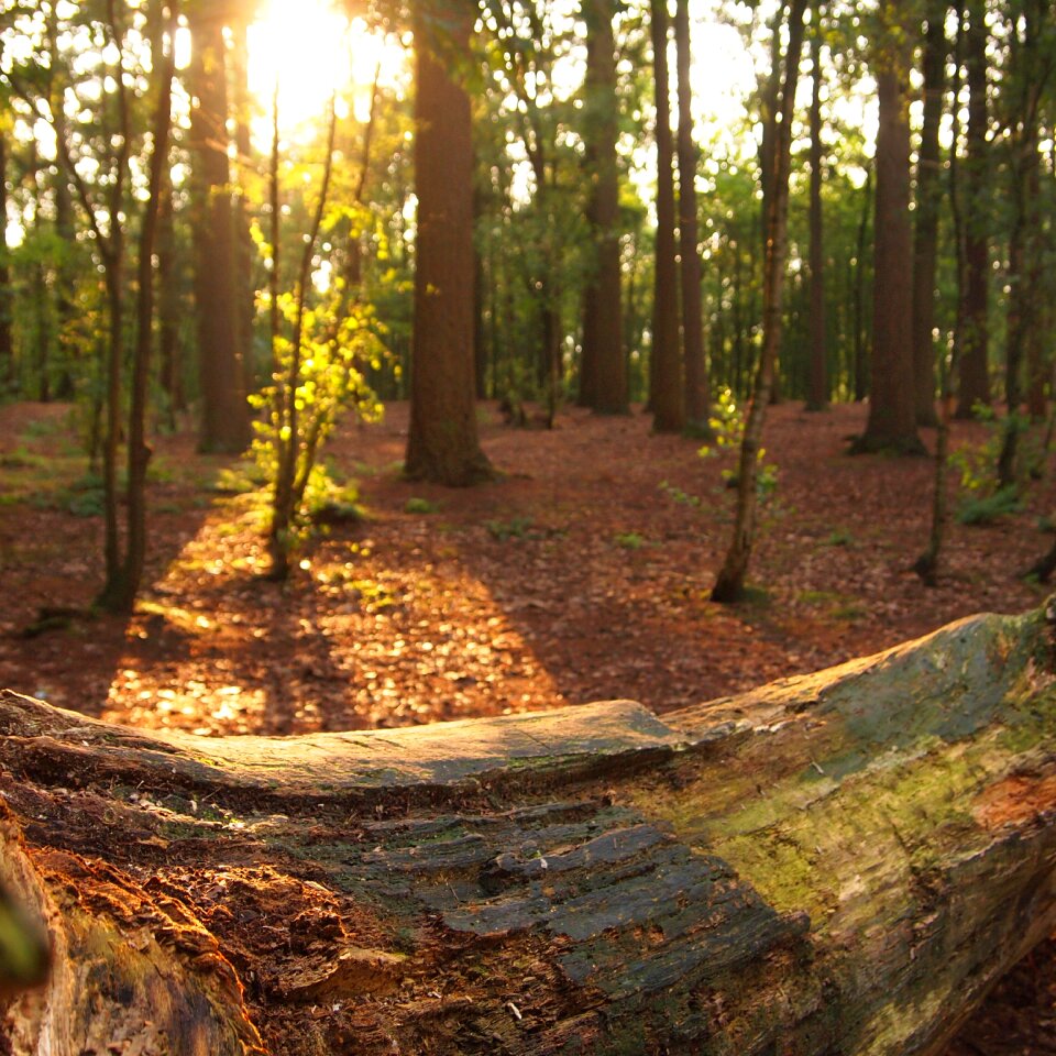 Sunset trees nature