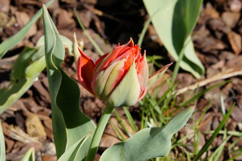 Flower spring nature