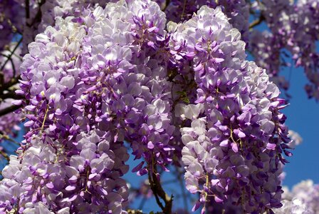Flowers purple spring