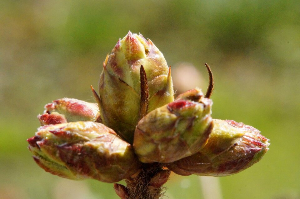 Spring young drove branch