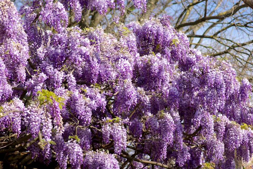 Clusters purple flowers photo