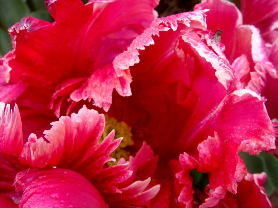 Pink flames colors