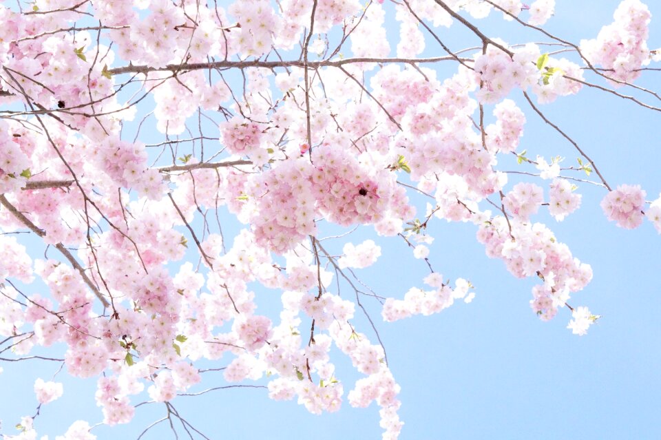 Spring pink cherry blossom photo