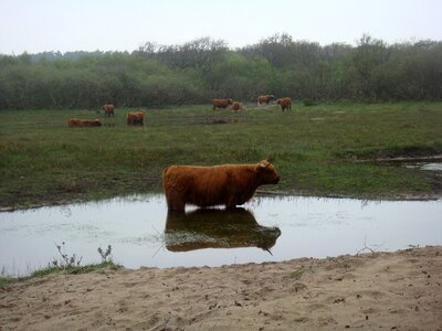 Horns cooling grass