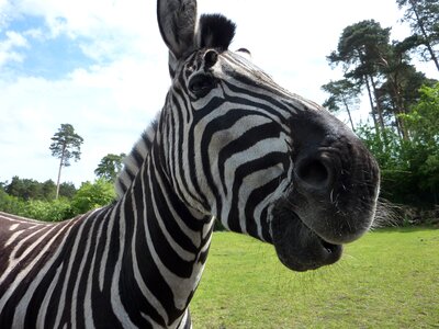 Serengeti park zebra curious photo