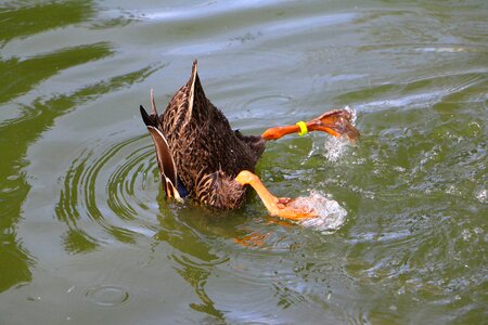 Upside down foraging paddling photo