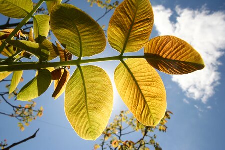 Plant life tree