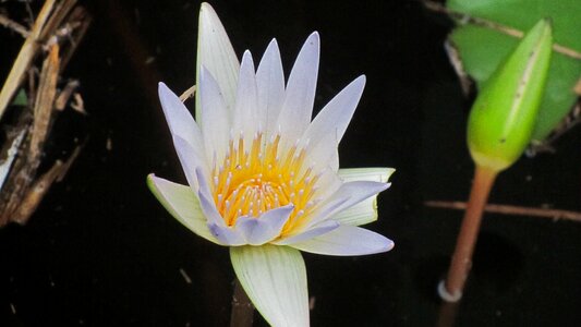 Blossom bloom aquatic plant