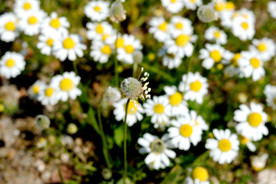 Green white yellow