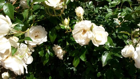 Spring summer plant