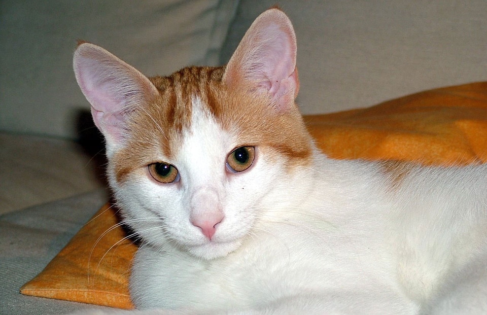 Reddish white beautiful