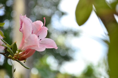 Plants garden pink photo